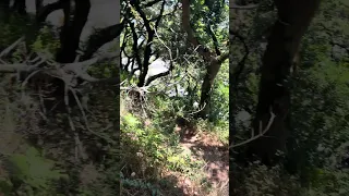 Todays hike . #fyp #pets #doberman #sailing #dream #vlog