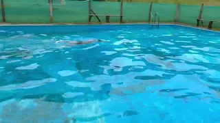                     دندنها