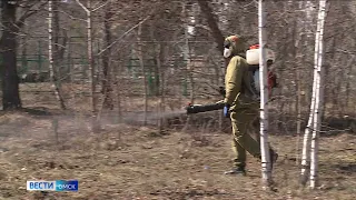 В Омской области растет число пострадавших от клещей