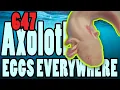 Breeding Axolotl for Her Health