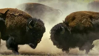 بيسون يتقاتل من أجل حقوق التزاوج             دندنها