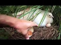Download Lagu Our White Peahen is Hatching Peacock Eggs. Will They Survive in the Aviary?