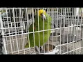 Freedom the Parrot Fajitas Relaxed Atmosphere at Holy Tequila HHI SC