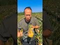 Download Lagu Real Ananas Farming In China 50 - 60% 😱
