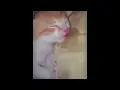 Eepy Kitty Kat so eepy