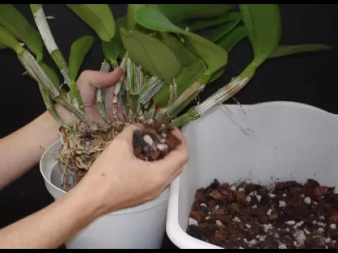COMO CUIDAR DE ORQUIDEAS MUDAS