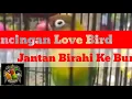 Pancing love bird jantan birahi ke bunyi part 2 full