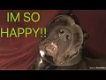 CANE CORSO RESCUE 1 week later