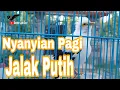 Download Lagu Masteran jalak putih Jantan Gacor Full Isian Tembakan - Masteran Jalak Gacor