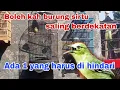 Bolehkah burung sirtu berdekatan dengan burung lainnya.