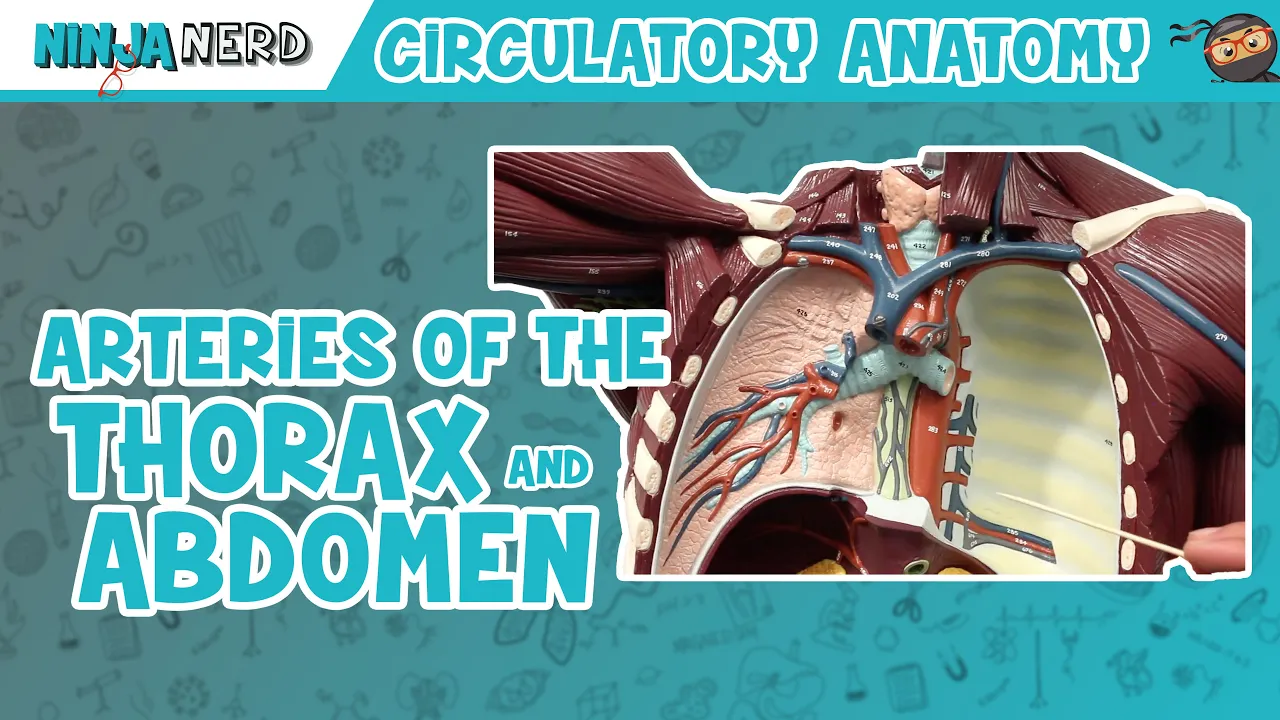 Circulatory System | Arteries of the Thorax & Abdomen | Torso Anatomy Model