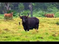 Download Lagu “De Banteng: het bedreigde wilde vee van Azië”