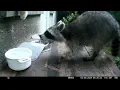 Trailcam 043 Racoon feeding at day part 4