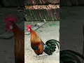 Download Lagu Kokok Pikat Ayam Hutan Terbaik 2023