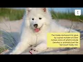 Husky Samoyed Mix Facts about Samusky Dog Breed