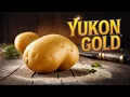 Yukon Gold Potatoes Healthy or Not for Eating
