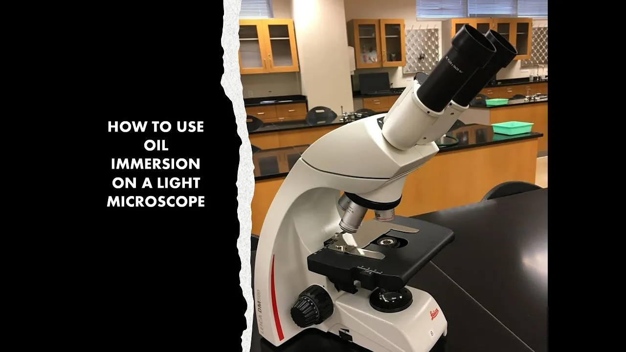 How to Use the Oil Immersion Lens on a Light Microscope