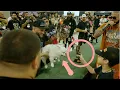 Best Rare Fluffy French Bulldog In The World