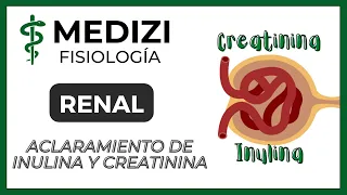 Fisiología Renal - Aclaramiento de Inulina y Creatinina (Depuración o Clearance) (IG:@doctor.paiva)