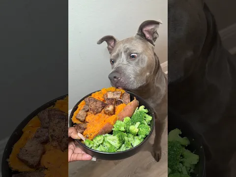 Sweet Potato Topped With Steak & A Side Of Broccoli For My Dog 🥩🍠🥦 #easyrecipe #cooking #dog
