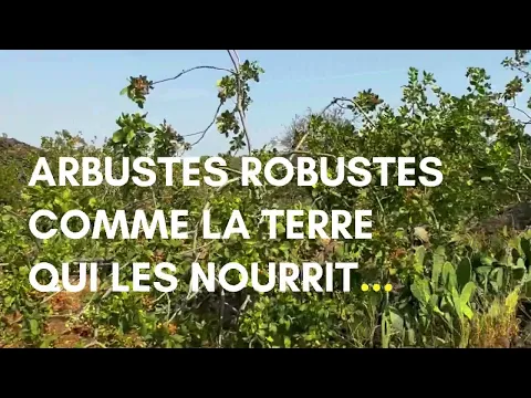 Les pistachiers de l'Etna