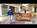 Amazing Transformation Georgia German Shepherd Doberman Mix