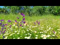 Relaxing Nature Ambience Meditation 🌼GOOD MORNING SPRING🌼Healing Nature Sounds in a Flowery Meadow#2