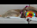 RiFF RAFF - FROSTY THE FOX