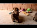 Leroy Miller's Teddy Bear Pups