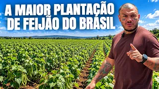 MAIOR EMPACOTADORA DE FEIJÃO DO BRASIL 