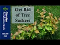 Get Rid of Tree Suckers in Your Lawn Garden Quickie