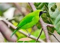 Lagu Kicau Mania, Merdu suara Burung Cucak Ijo Murai Daun