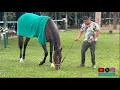 Download Lagu Sovereignty Has Breakfast The Morning After Dominating the Travers Stakes