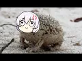 Angry Squeaking Theresa - Honkai Impact meme