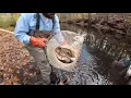 Connecticut DEEP stocks Quinnipiac River with trophy brook trout in Meriden