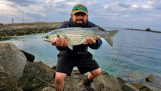 Float Fishing For Thick Lipped Mullet - Lots Of Mullet Feeding On The Surface
