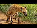 Download Lagu How Hyenas Live After A Lion Attack