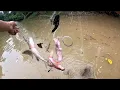 Download Lagu Hari ke dua mengutip ikan kecik lagi banyak dari semalam