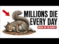 Why You Rarely See a Dead Squirrel The Secret Way Squirrels Die