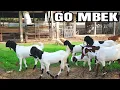 Download Lagu SUARA KAMBING ETAWA - happy Animasi