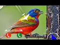 Download Lagu New Ringtone🐣🐣 Chidiya ka Awaaz Ringtone  2022🐦🐦🐦