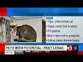 Pets with Potential Lenae Loni Lemur and Lawrence
