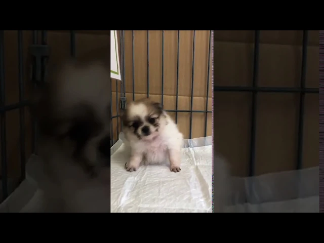 動画