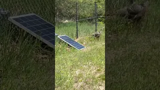 The Great Turkey Showdown at Jerome’sTown