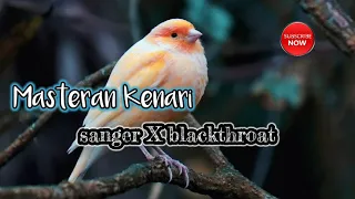 Download amazing sound birds || mastering canary || sanger x blackthroat MP3