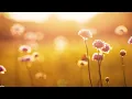 Download Lagu Relaxing Piano Music: Beautiful Sad Music, Soothing Music, Romantic Music, Stress Relief ★95