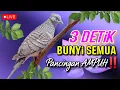 Download Lagu Suara Masteran Perkutut Lokal !! Cukup Putar 3 DETiK Bikin Semua Perkutut Jadi BUNYi.