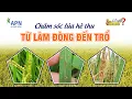 Download Lagu APN - CHĂM SÓC LÚA TỪ LÀM ĐÒNG ĐẾN TRỔ | HỎI ĐÁP NHANH