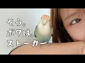 Lagu まるで犬(？)かまちょでストーカーな我が家のインコを見てください🐶コザクラインコ