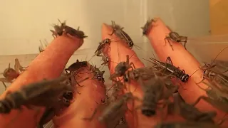 HOW TO BREED CRICKETS #crickets #insects #insect #bugs #bug 